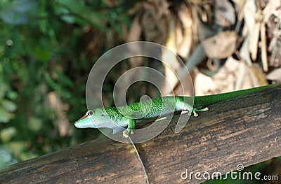 Gecko - Phelsuma madagascariensis Stock Photo