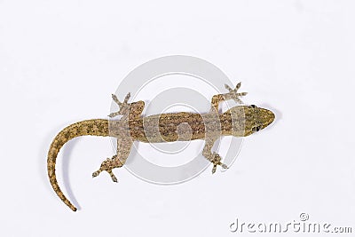 Gecko, Pondicherry, Tamil Nadu Stock Photo