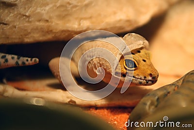 Gecko Shedding Stock Photo