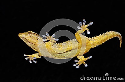 Gecko showing its sticky legs Stock Photo