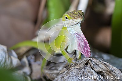 Gecko showing red for a mate Stock Photo