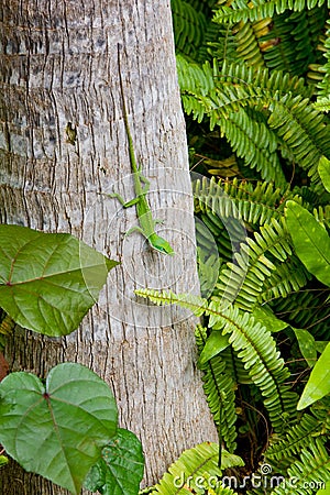 Gecko on Tree Stock Photo