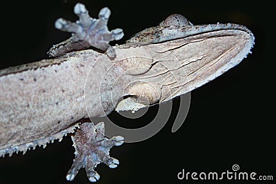 Gecko Underside Stock Photo