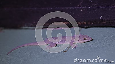 Gecko on Wall Stock Photo