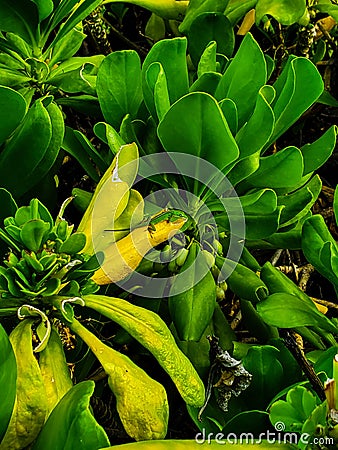 A gecko& x27;s green paradise Stock Photo