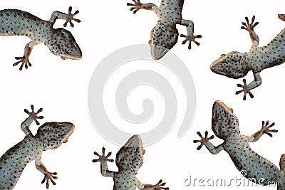 Geckos Stock Photo