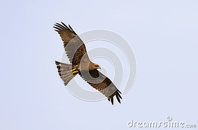 Geelsnavelwouw, Yellow-billed Kite, Milvus aegyptius parasitus Stock Photo