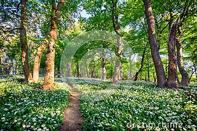 Geen forest with wild garlic at sunset, Slovakia Stock Photo