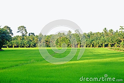 Geen paddy field in the countryside with sun light and tropical forest Stock Photo