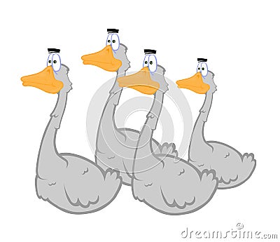 Geese Stock Photo