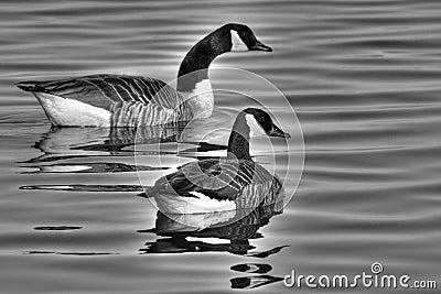 Geese Stock Photo