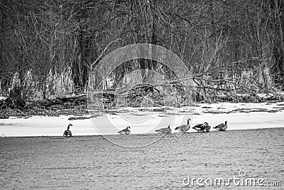 Fox River, Silver Lake, Wisconsin, Winter, Geese Stock Photo