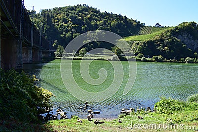 geese colony in Bullay, DoppestockbrÃ¼cke and steep vineyards on the Alf side Stock Photo