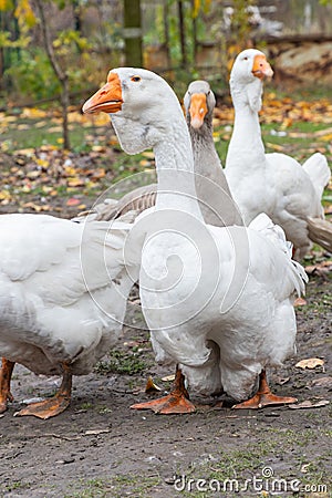 Geese in a country yard. Concept of raising healthy geese for the backyard farm. Small local business Stock Photo