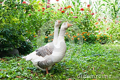 Geese couple Stock Photo