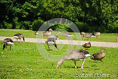 Geese and Ducks in Park Stock Photo