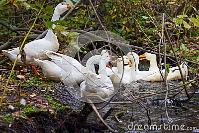 Geese and ducks of white color with yellow beaks in the same flock in the wild swim in a wild pond against the background of green Stock Photo