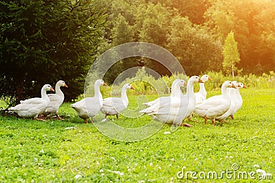 Geese farm,flock of domestic white goose walking in the meadow, nibbling grass Stock Photo