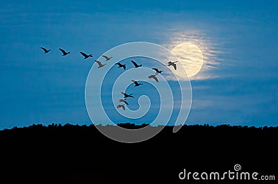 Geese in Flight Stock Photo