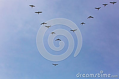 Geese flock flying south as winter coming cold Stock Photo