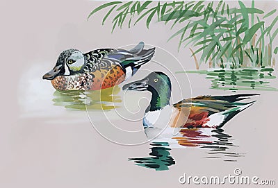 Geese flock swimming on pond watercolor vector illustration Vector Illustration