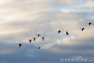 Geese Flying Across the Clouds Stock Photo