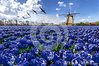 Geese flying over endless blue tulip farm Stock Photo