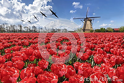 Geese flying over endless red tulip farm Stock Photo