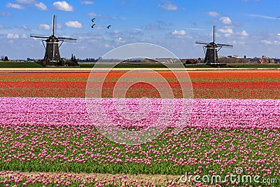 Geese flying over endless red tulip farm Stock Photo