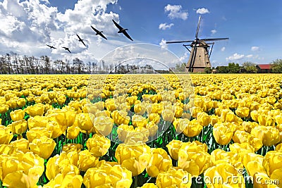 Geese flying over endless yellow tulip farm Stock Photo