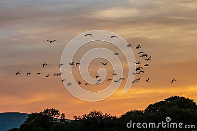 Geese flying at sunset over the South Downs, on a September evening Stock Photo
