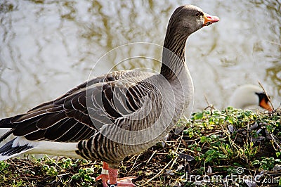 Beautiful gray goose on the riverside 2 Stock Photo