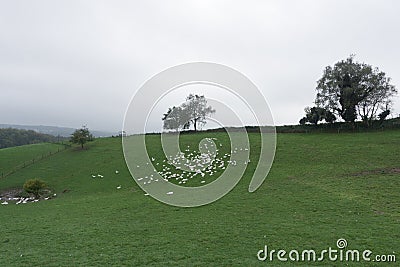 Geese grazing on the hillside Stock Photo