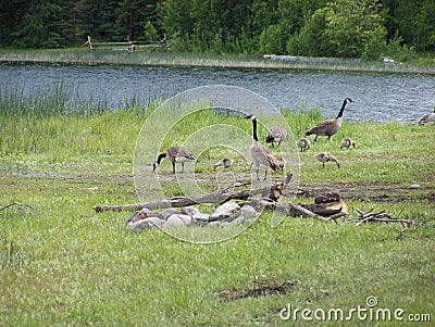 Geese lake camp scenic Stock Photo