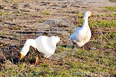 Geese on lake Stock Photo
