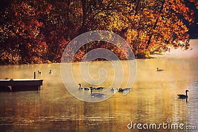 Geese on Lake, Morning Mist, Fall Stock Photo