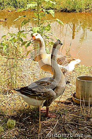 Geese lake Utah Stock Photo