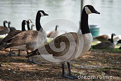 Geese, lake, water, MacArthur Park, Los angeles, Stock Photo