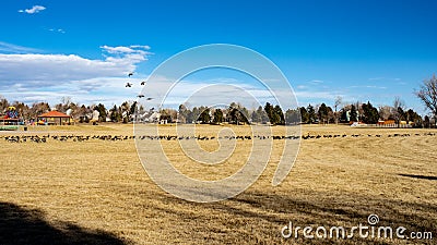 Geese landing on soccer field with blue sky and cirrus clouds Stock Photo