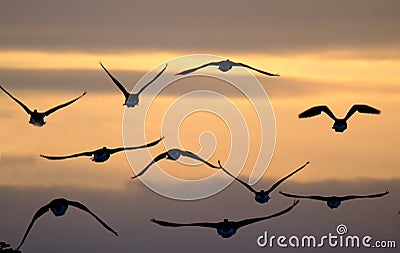 Geese in group in flight in late evening. Stock Photo