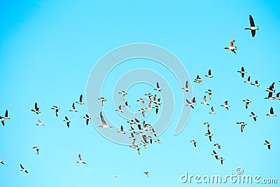 Geese migration. Flock of Canadian geese and mallard ducks flying in the sky. Stock Photo