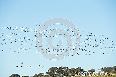 Geese migration. Flock of Canadian geese and mallard ducks flying in the sky. Stock Photo