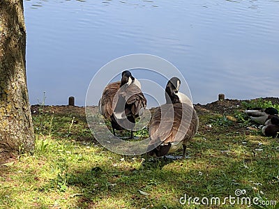 2 Geese preening in front of the lake at Bluewater Stock Photo