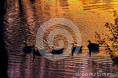 Geese on a Reflective Golden Pond with Ripples on the water Stock Photo