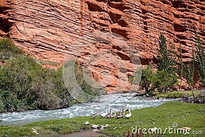 Geese at the river and strange rock formations Stock Photo