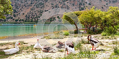 Geese on the shore of lake Kournas. Crete. Greece Stock Photo