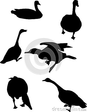 Geese Silhouettes Vector Illustration