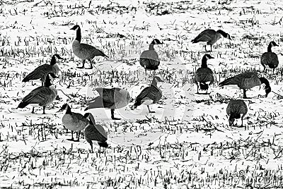 Geese in a snow covered field Stock Photo