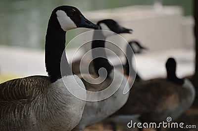 Geese, lake, water, MacArthur Park, Los angeles, Stock Photo