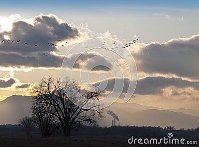 Geese in Sunset Scene with Power Plant Stock Photo